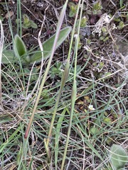 Alopecurus vaginatus