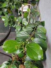 Gomphandra luzoniensis