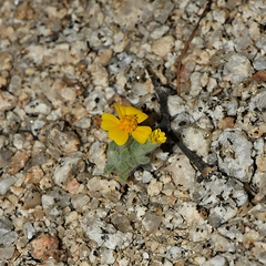 Eriophyllum wallacei