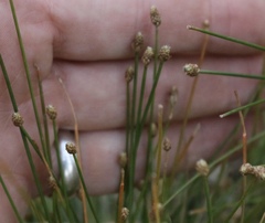Eleocharis geniculata