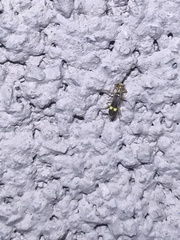 Malthinus occipitalis