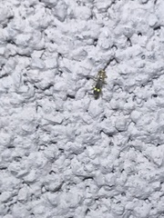 Malthinus occipitalis