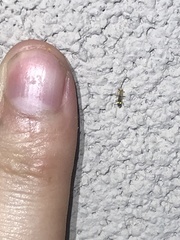 Malthinus occipitalis