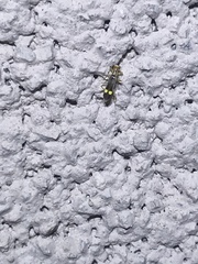 Malthinus occipitalis