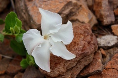 Mandevilla macrosiphon