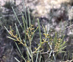 Acacia rigens