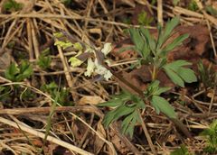 Corydalis cava