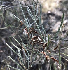 Acacia rigens