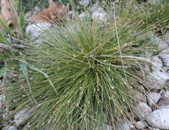 Eleocharis geniculata