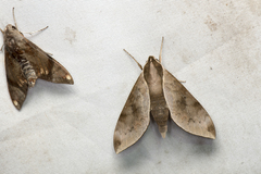 Acosmerycoides harterti