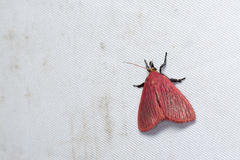 Arctioblepsis rubida