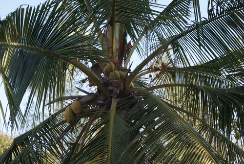 Cocos nucifera image