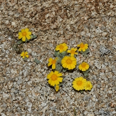 Eriophyllum wallacei