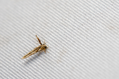 Stathmopoda stimulata