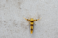 Stathmopoda fusciumeraris