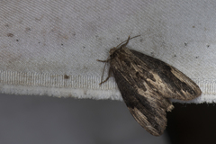 Allodontoides tenebrosa