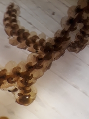 Frullania rostellata