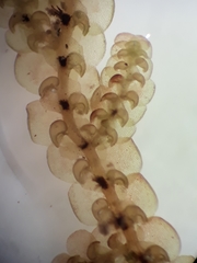 Frullania rostellata