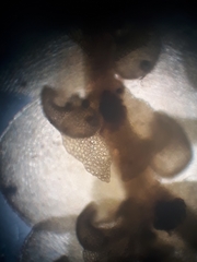 Frullania rostellata