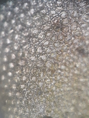 Frullania rostellata