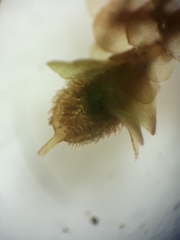 Frullania rostellata