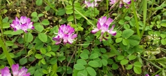 Astragalus sinicus