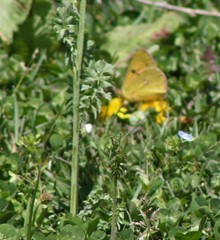 Colias fieldii fieldii