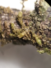 Frullania fugax