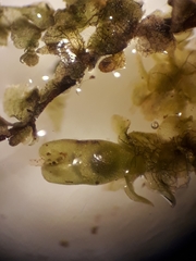 Frullania fugax