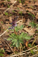 Corydalis cava