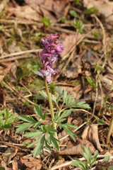 Corydalis cava
