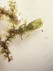 Frullania fugax