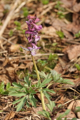 Corydalis cava