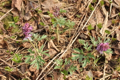 Corydalis cava