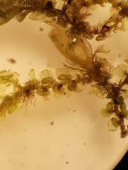 Frullania fugax