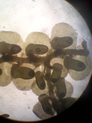 Frullania fugax