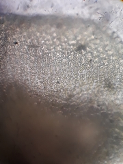 Frullania fugax