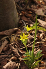 Gagea lutea
