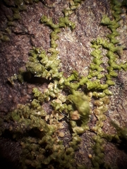 Frullania pycnantha
