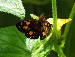 Metisella
