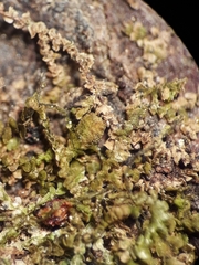 Frullania pycnantha