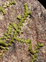 Frullania pycnantha