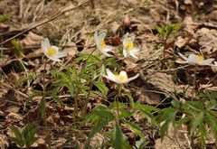 Anemonoides nemorosa