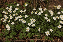 Anemonoides nemorosa