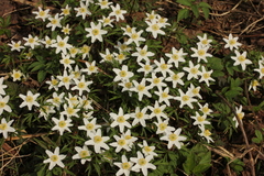 Anemonoides nemorosa