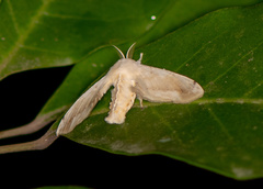 Ernolatia moorei