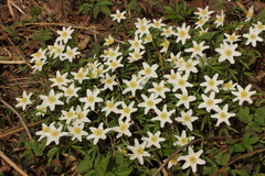 Anemonoides nemorosa