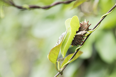 Byasa polyeuctes termessus