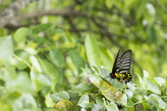 Troides aeacus kaguya