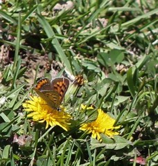 Lycaena phlaeas baralacha